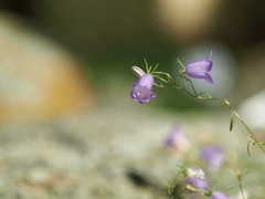カンパヌラ　温室にて