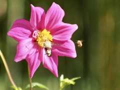 勝ったのはどっち？