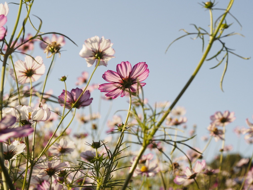 晴れ間のコスモス畑