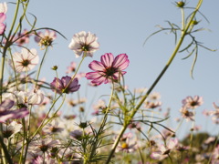 晴れ間のコスモス畑