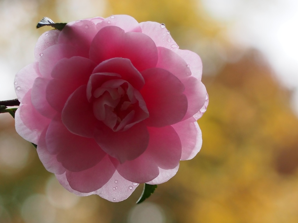 雨上がりの八重椿