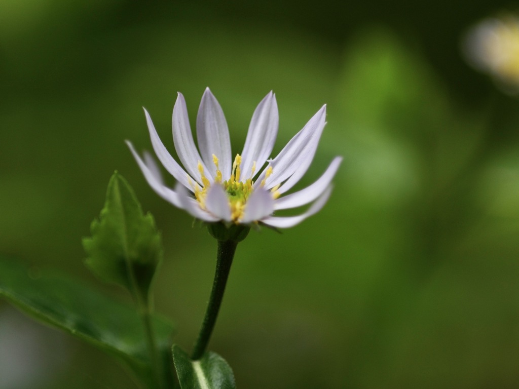 白い小さな花　　ヨメナかな？