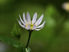 白い小さな花　　ヨメナかな？