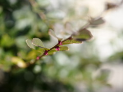 トキワマンサクの蕾