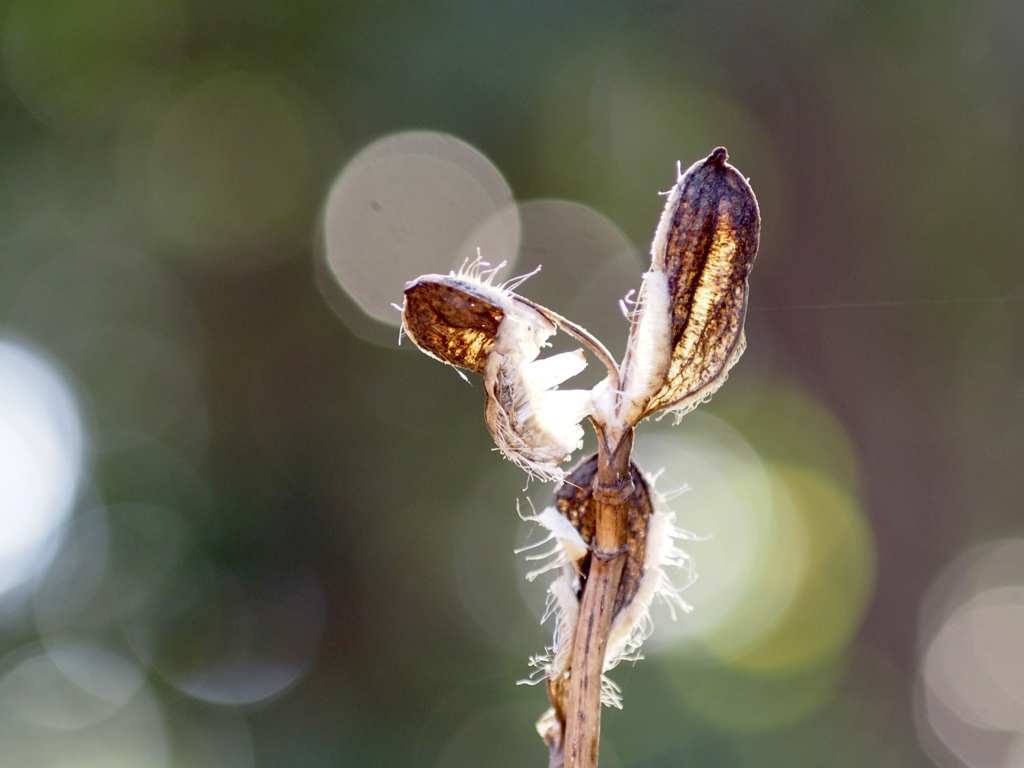 ウバユリの旅立ち