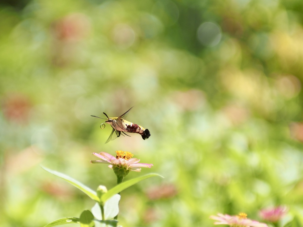 オオスカシバ飛ぶ