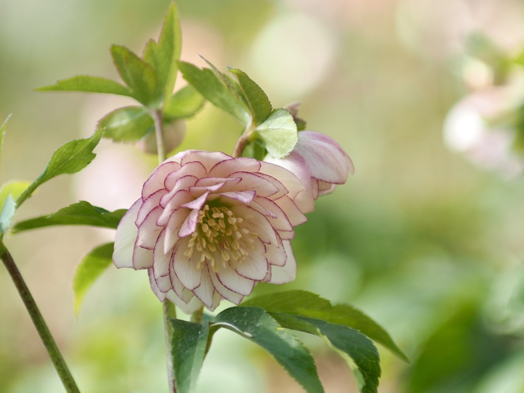 クリスマスローズ