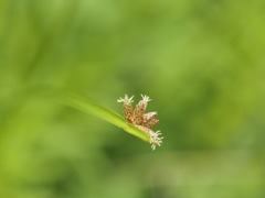 カンガレイかな？