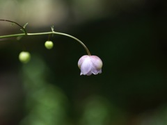 咲きかけてます　レンゲショウマ