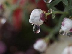 raindrops Ⅱ