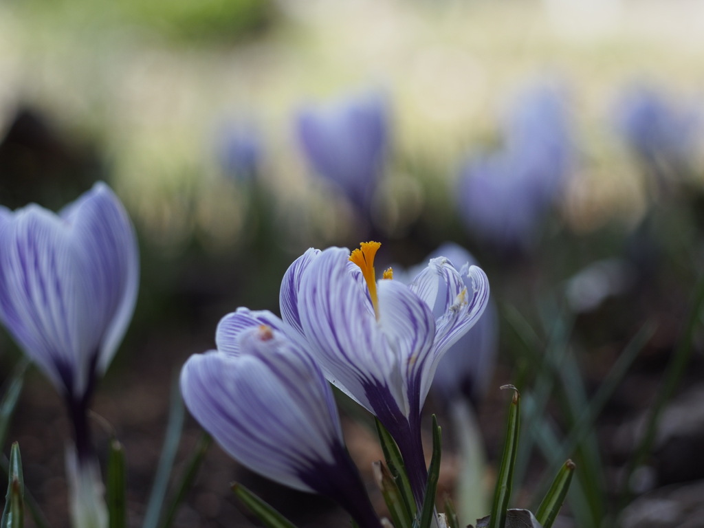 クロッカス