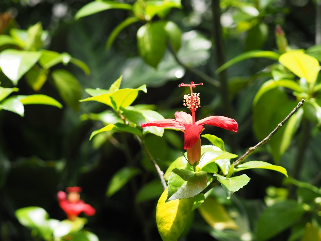 竹トンボで飛んで行こう