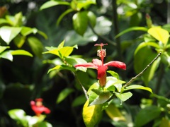 竹トンボで飛んで行こう