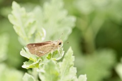 skipper
