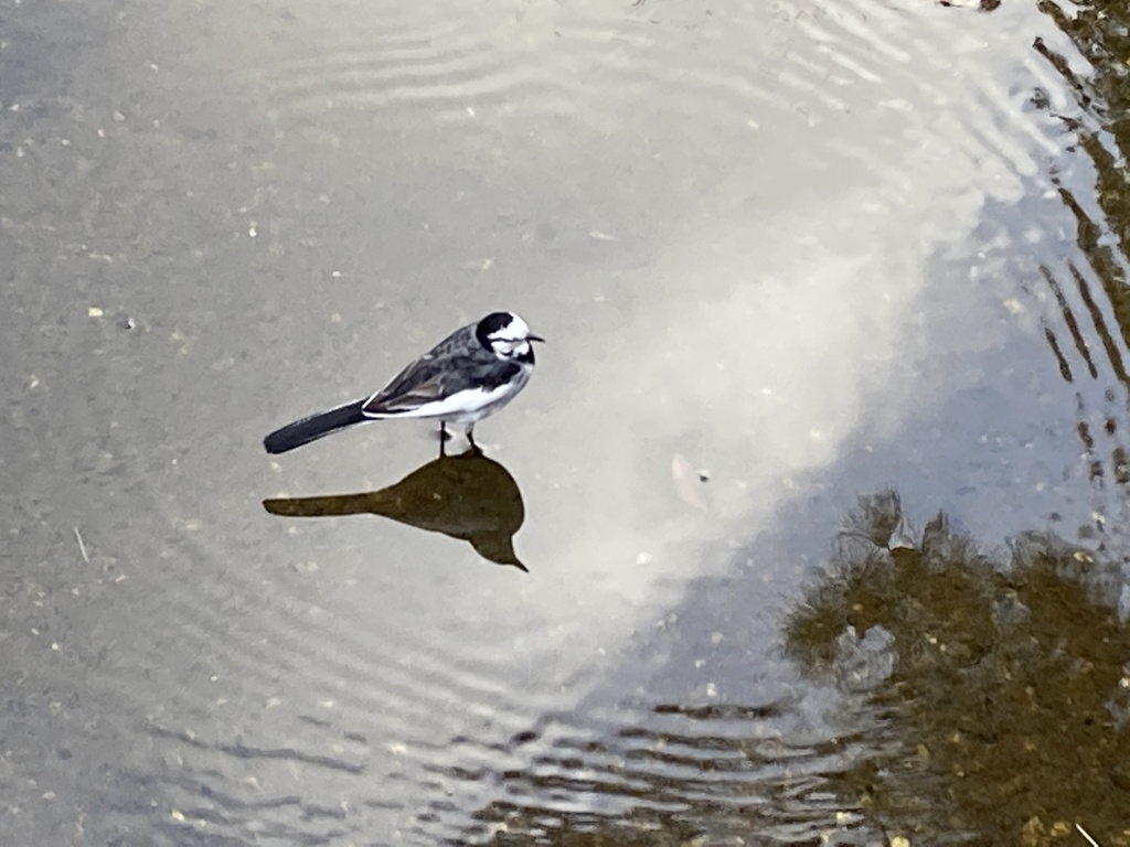 仕事帰り　セキレイ君と会う