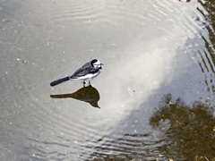 仕事帰り　セキレイ君と会う