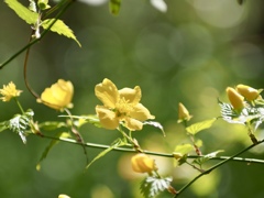 ヤマブキ