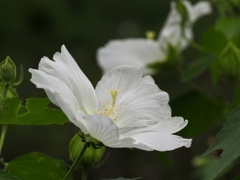 芙蓉　白花