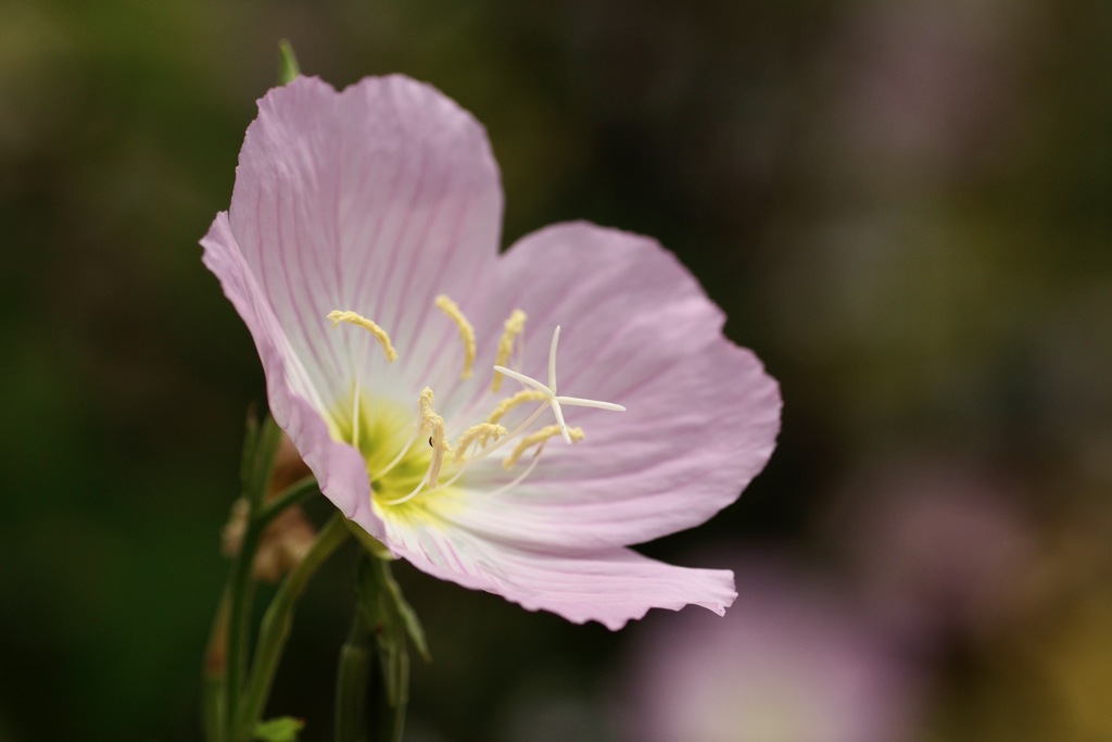 ヒルザキツキミソウ