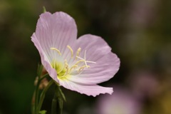 ヒルザキツキミソウ