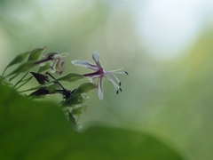 高く高く