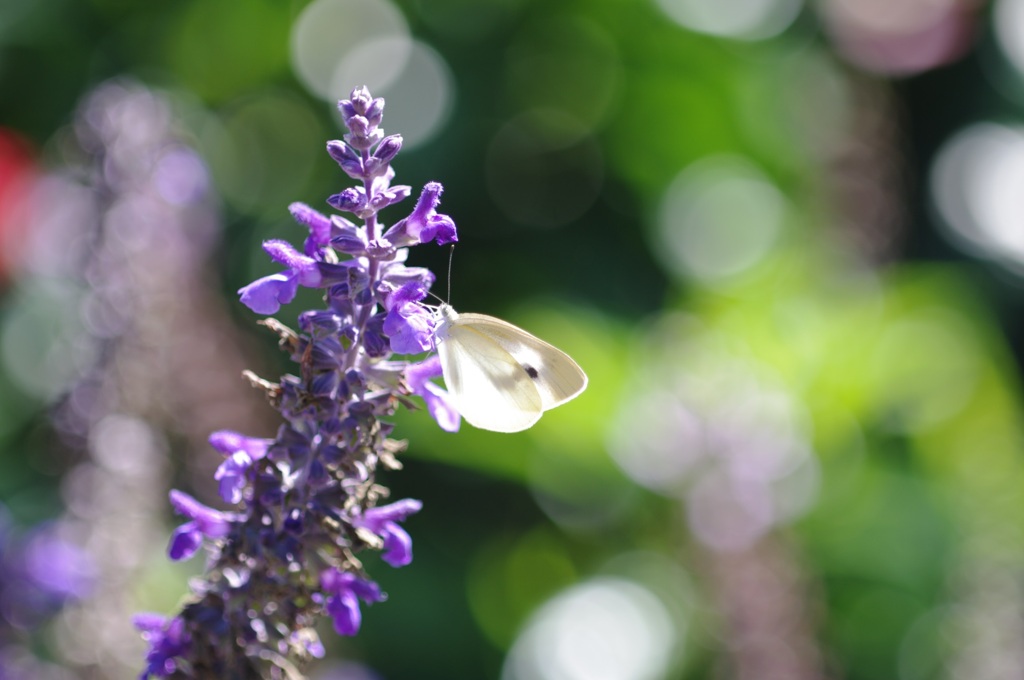 モンシロチョウ