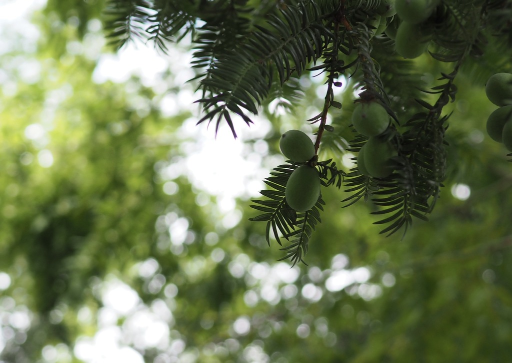 雨上がりのカヤの実