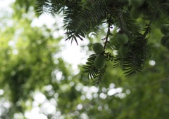 雨上がりのカヤの実