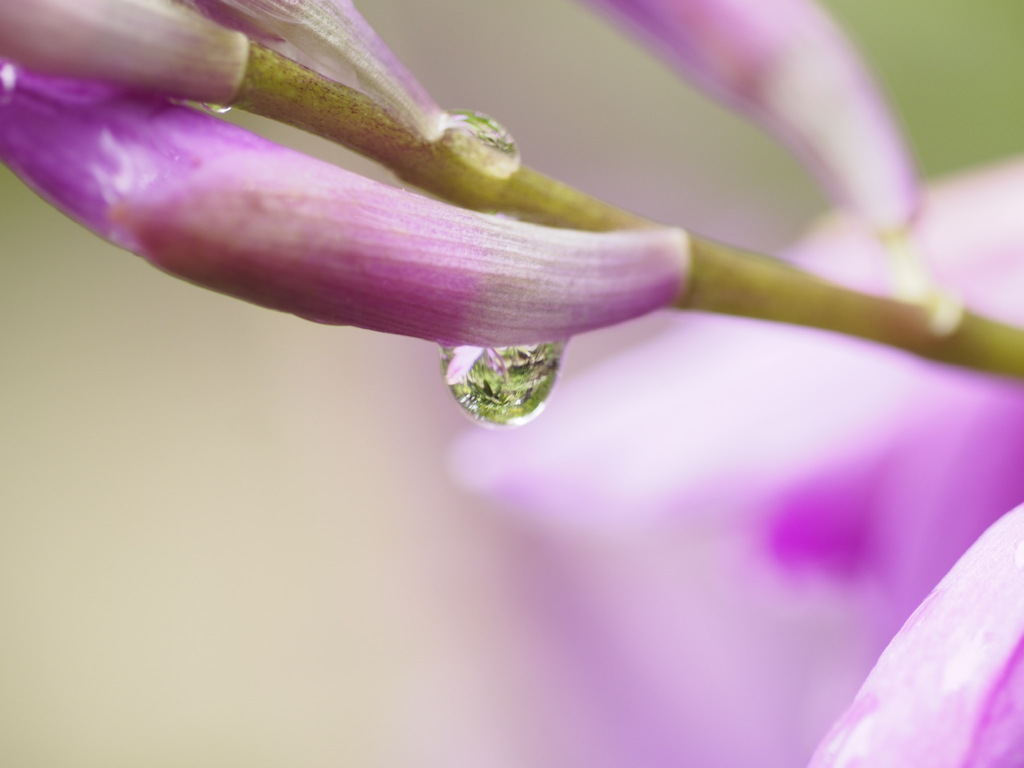 雨上がりの紫蘭