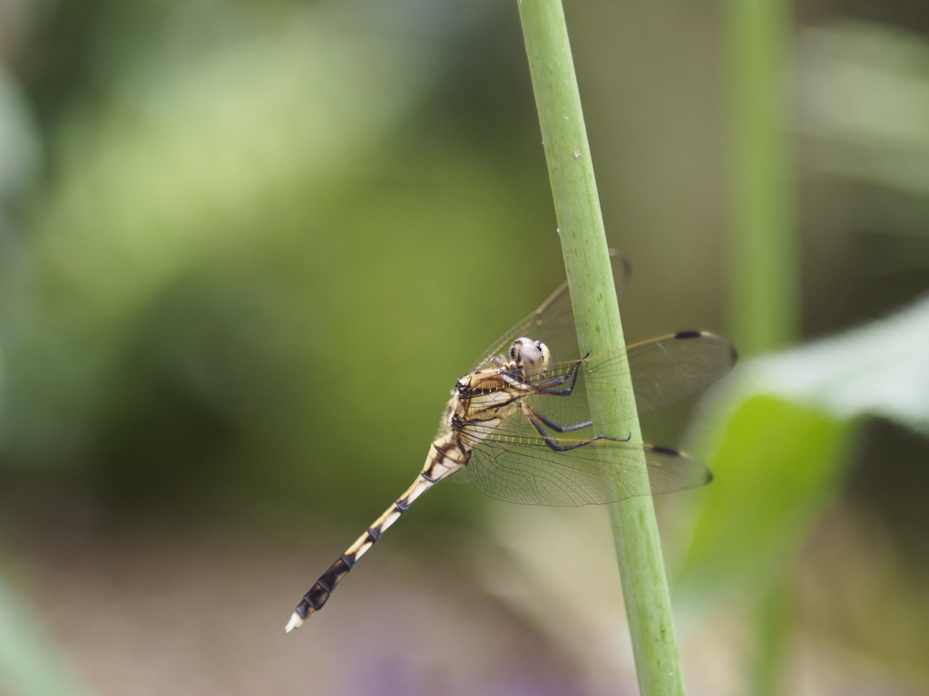 ポールダンサー？