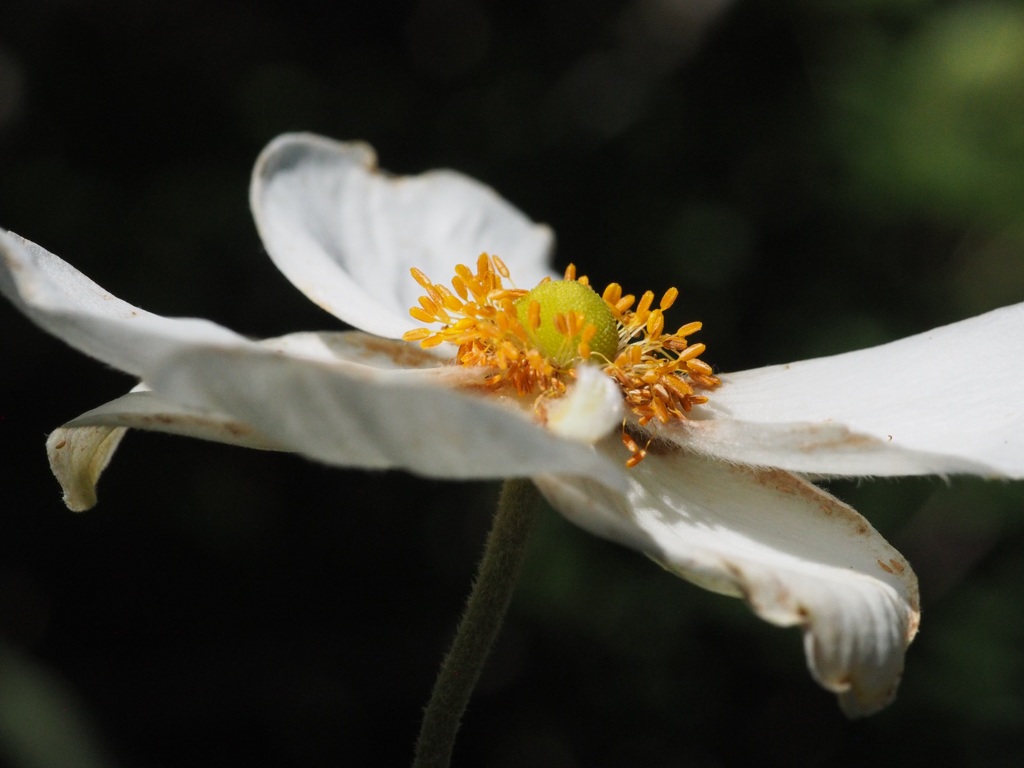 シュウメイギク