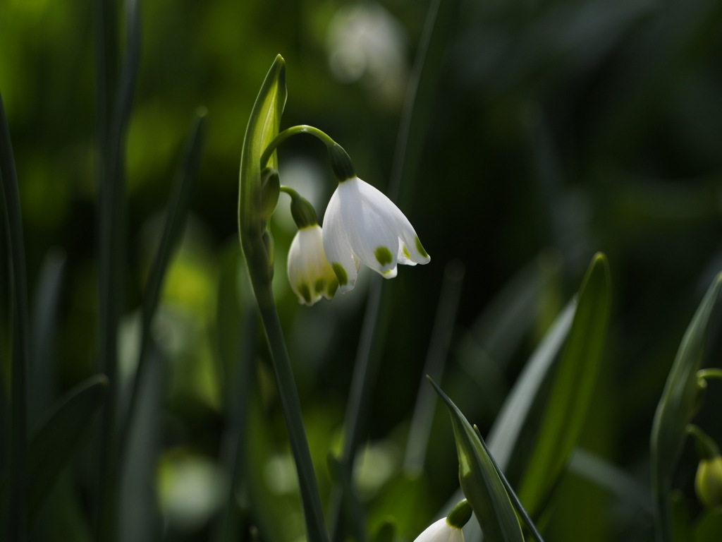 春を告げるスノーフレーク