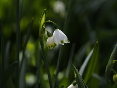 春を告げるスノーフレーク