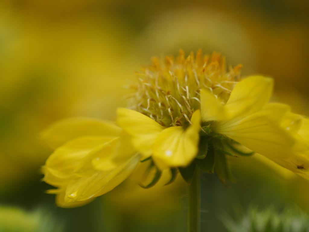 黄色のドレスを纏って