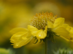 黄色のドレスを纏って