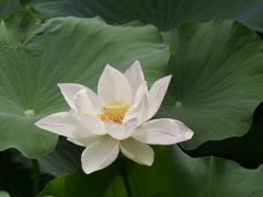 また来年