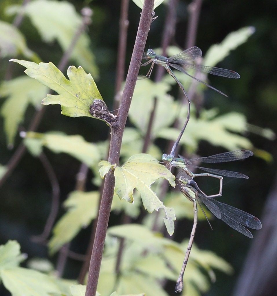 どういう関係？