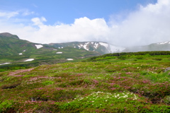 高山の花畑