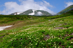 チングルマの花畑