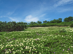 夏山の花畑