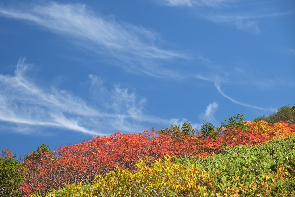 秋空と紅葉