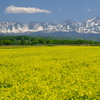 菜の花畑と十勝岳連峰