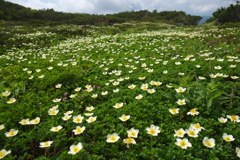 高原の花畑