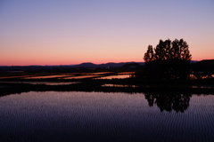 夕暮れの水田