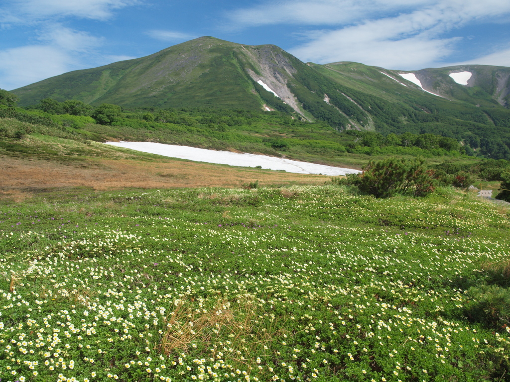 緑岳とお花畑