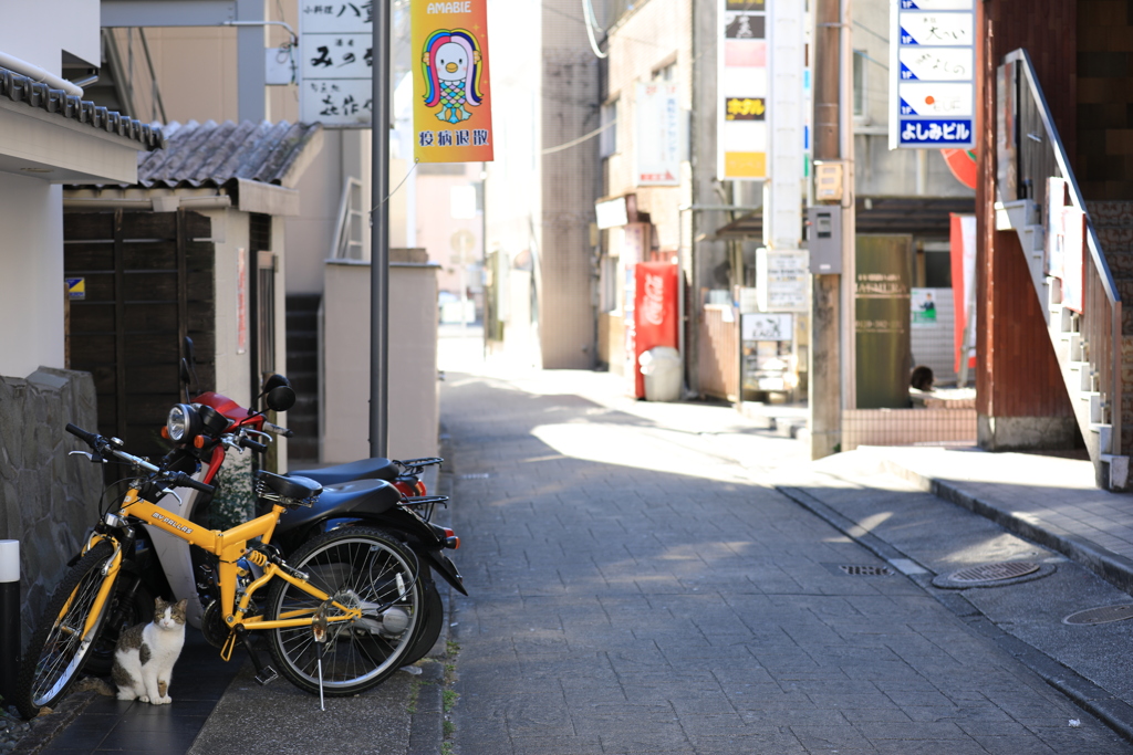 まちのねこ