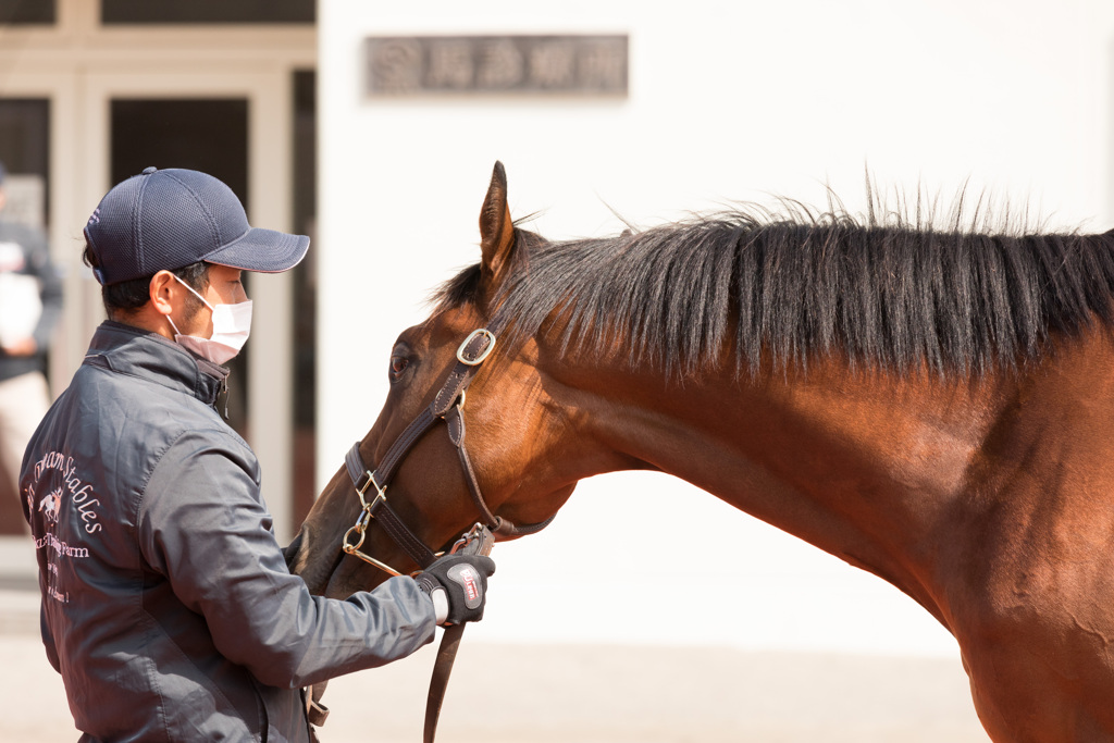 厩務員に甘える馬