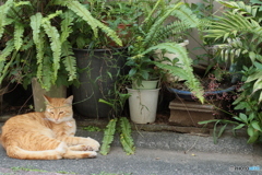 道端で一休み