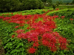 英彦山の彼岸花