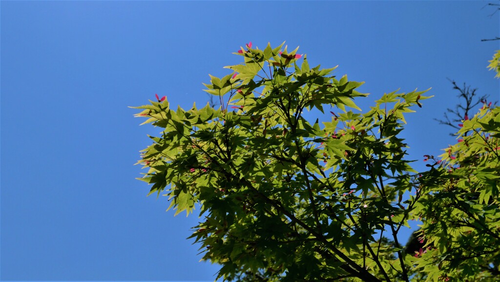 L1001276 (2)